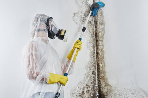 Best Mold Damage Repair  in Four Square Mile, CO