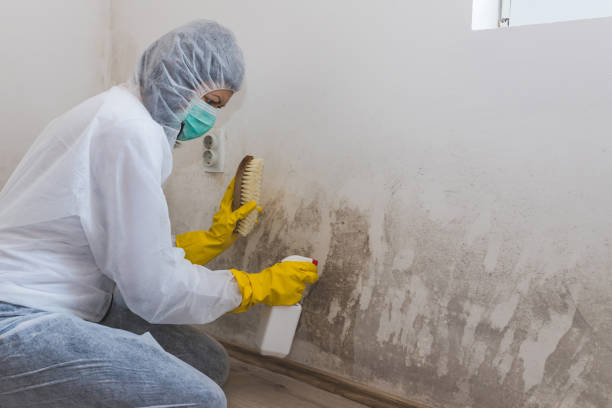 Best Same-Day Mold Removal  in Four Square Mile, CO
