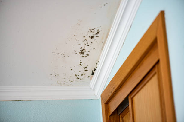 Mold Removal Process in Four Square Mile, CO