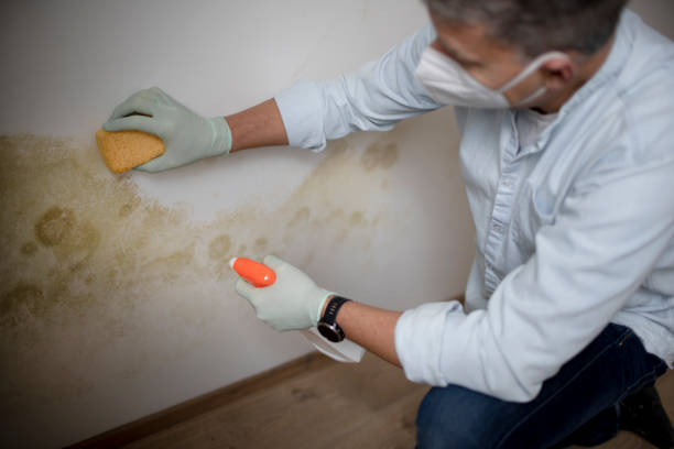 Best Mold Testing  in Four Square Mile, CO