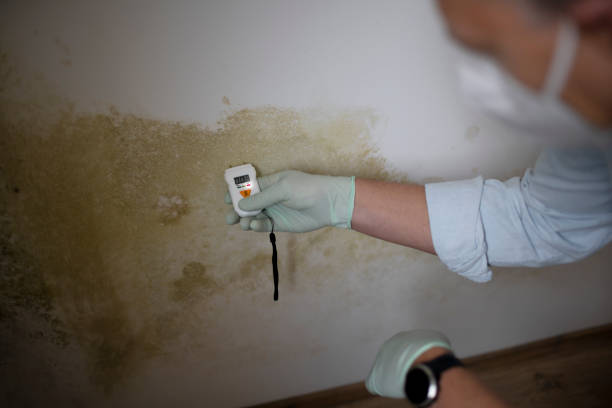 Best Toxic Mold Removal  in Four Square Mile, CO