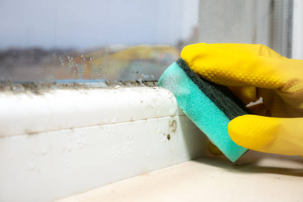 Best Home Mold Removal  in Four Square Mile, CO