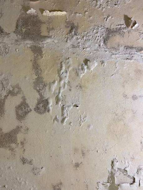 Best Fast Mold Removal  in Four Square Mile, CO