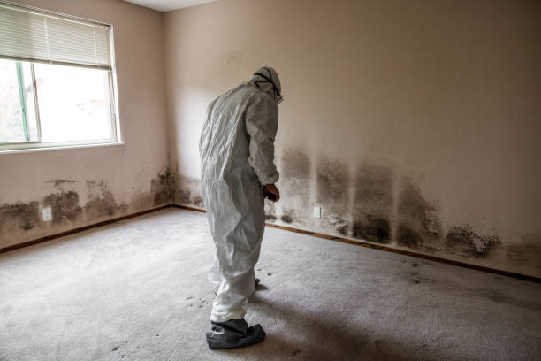 Trusted Four Square Mile, CO Mold Removal Experts